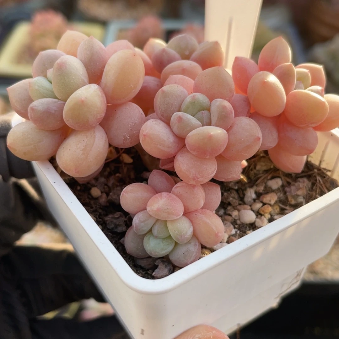 554 7.3厘米 啦啦啦啦