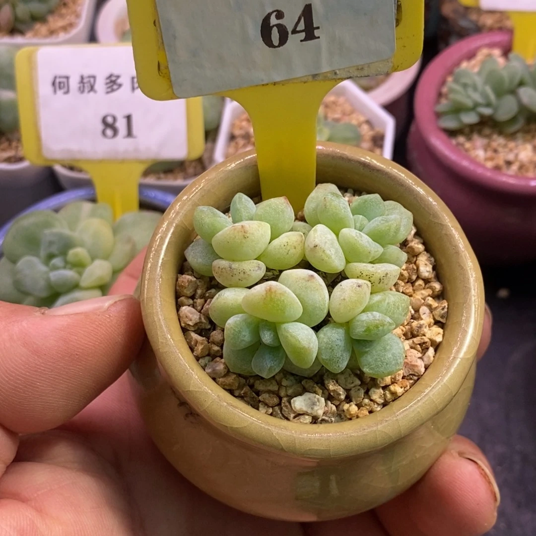 664冰玉石化丸叶趴地四头……