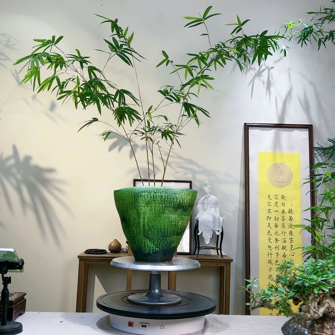 彩*老桩精品竹盆景