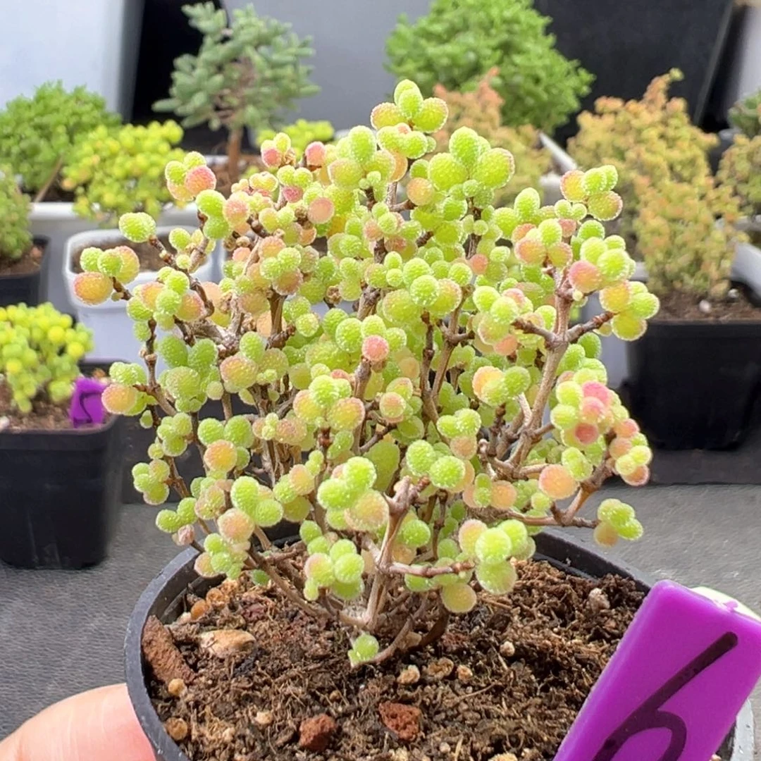 6号彩色蜜橘一物一拍