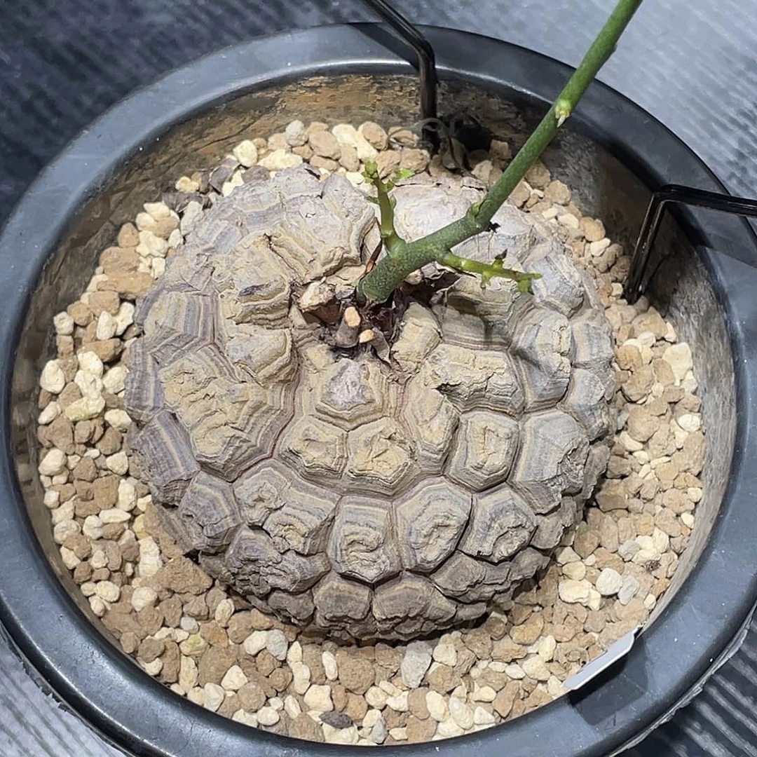 289日系异形爱心龟甲龙