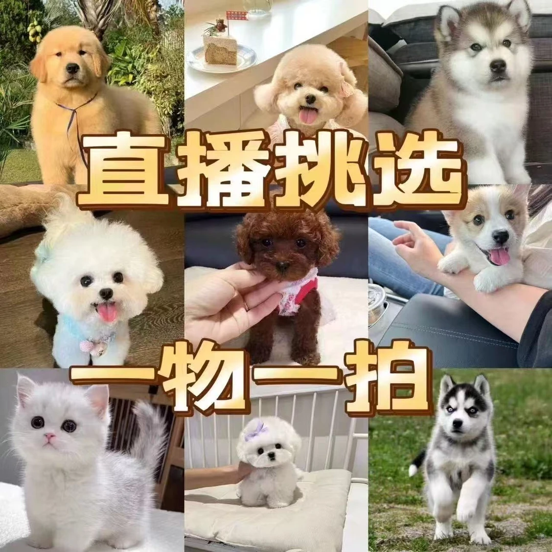 培姐直播挑选一物一拍