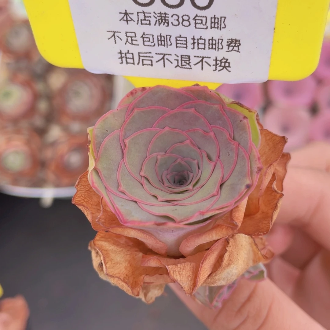 山地玫瑰530满38包邮裸根发货