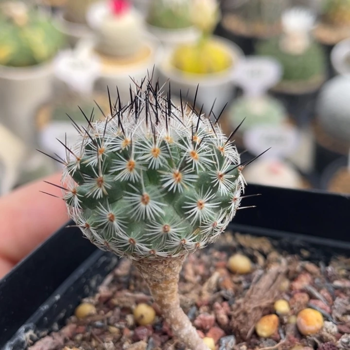 赤花美针玉        实生根