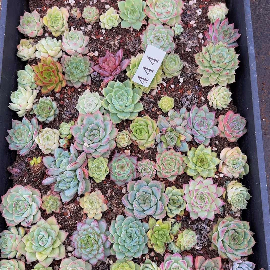 多肉植物多肉植物444