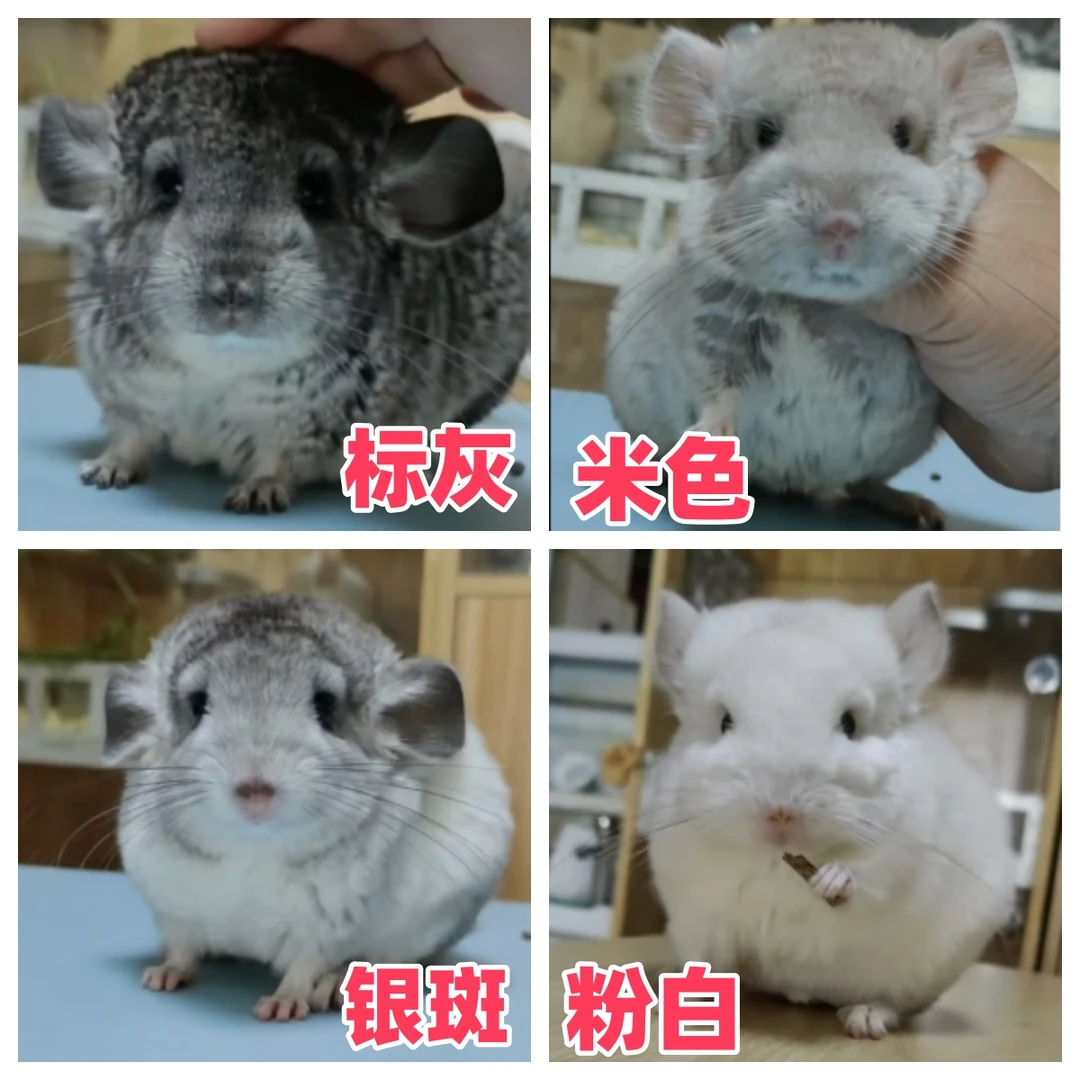 龙猫活体宠物龙猫活宠幼崽送笼全程售后指导新手饲养无忧