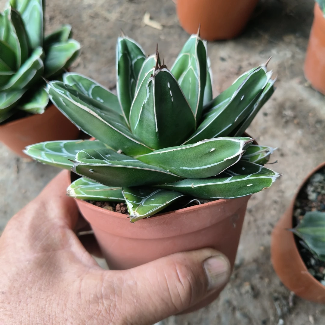 D型屉之雪龙舌兰中小型沙生植物耐旱易活适合新手室内外好养