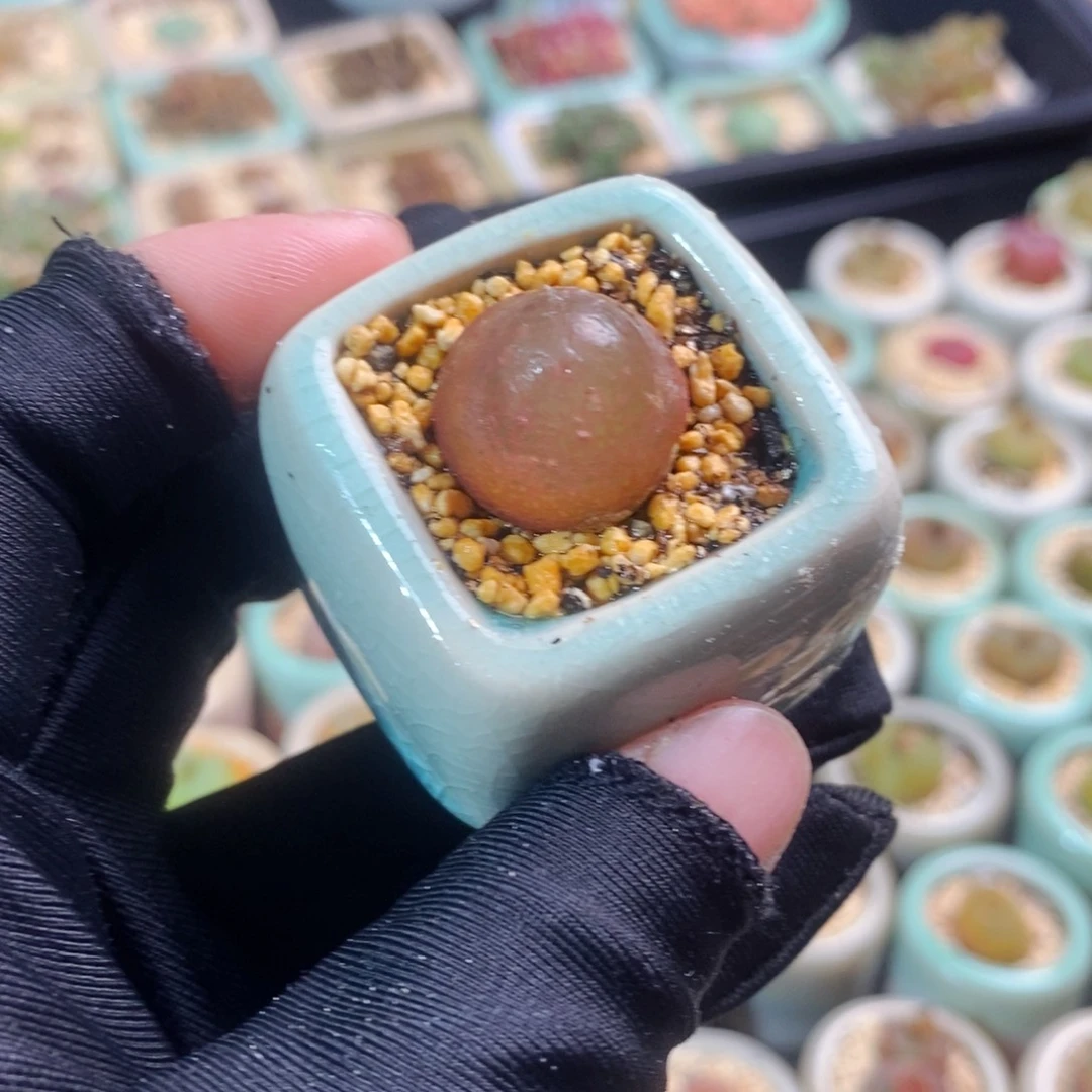 2423-一物一拍 带盆