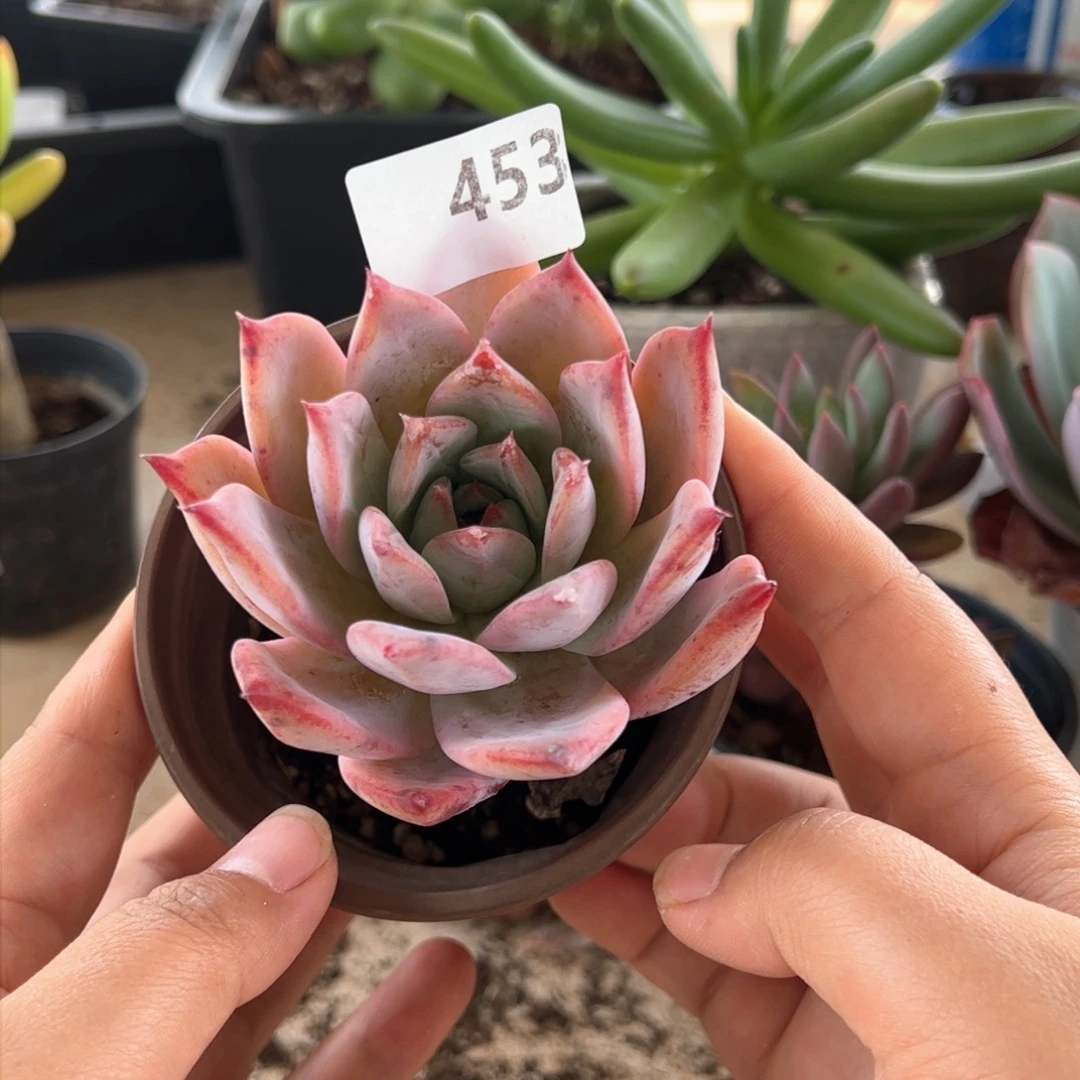 【闪购商品】布兰迪。 453。 11111111