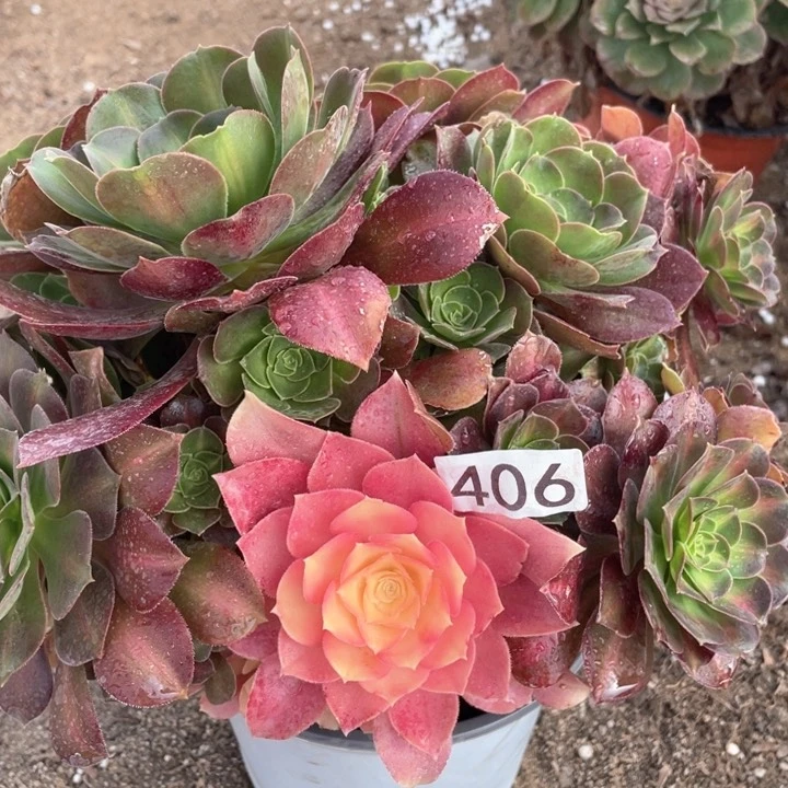 406多肉植物女巫变异