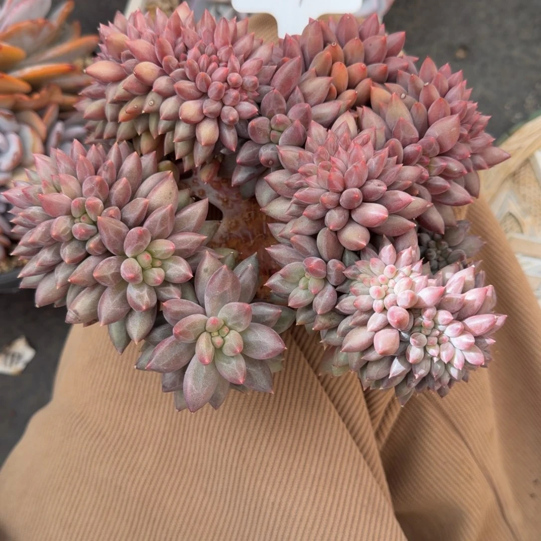 一物一拍水晶球sp胸花高版缀29