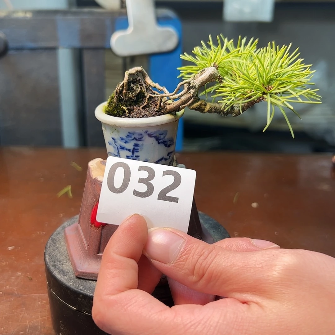 无花朵提根小四国五葉松