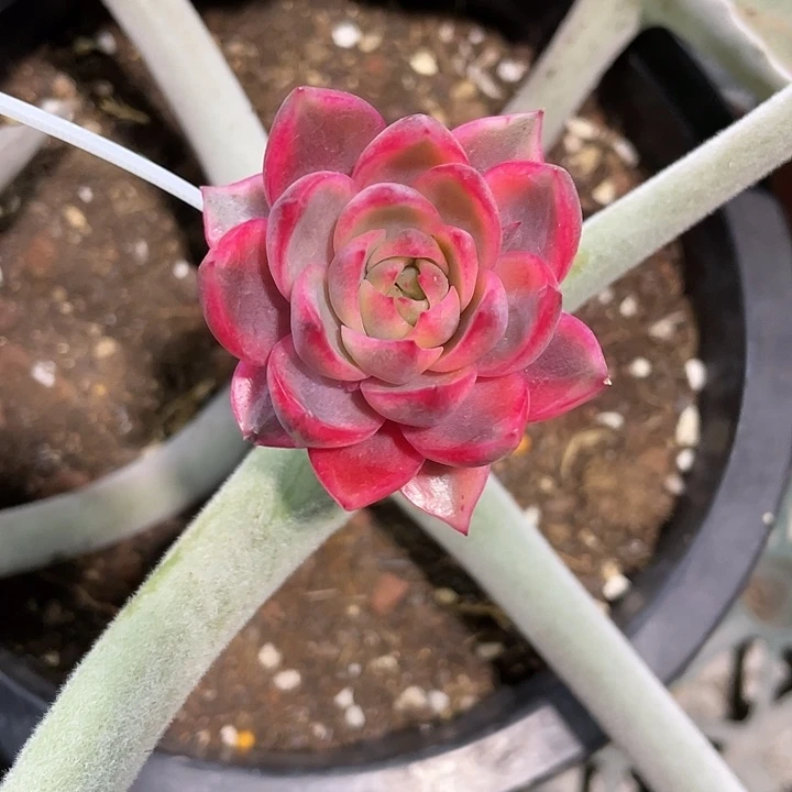 紫水晶锦一物一拍