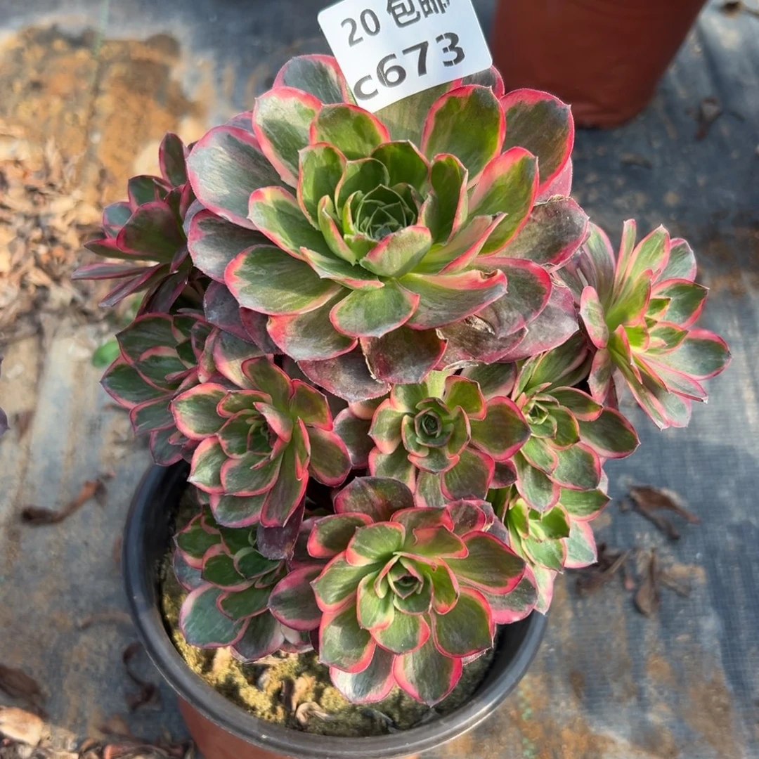 673纳福，多肉法师