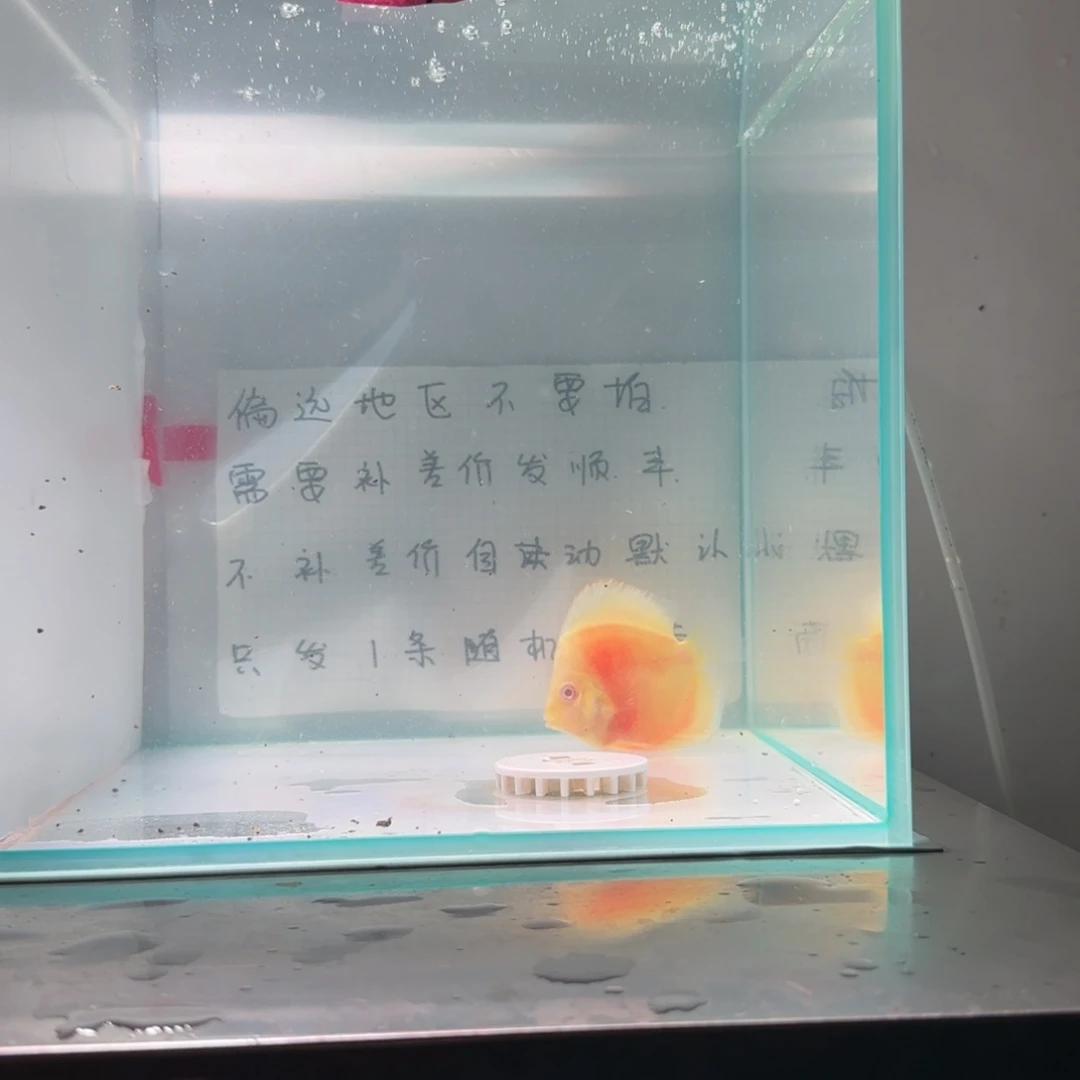 七彩神仙鱼肉身4偏远地区不拍