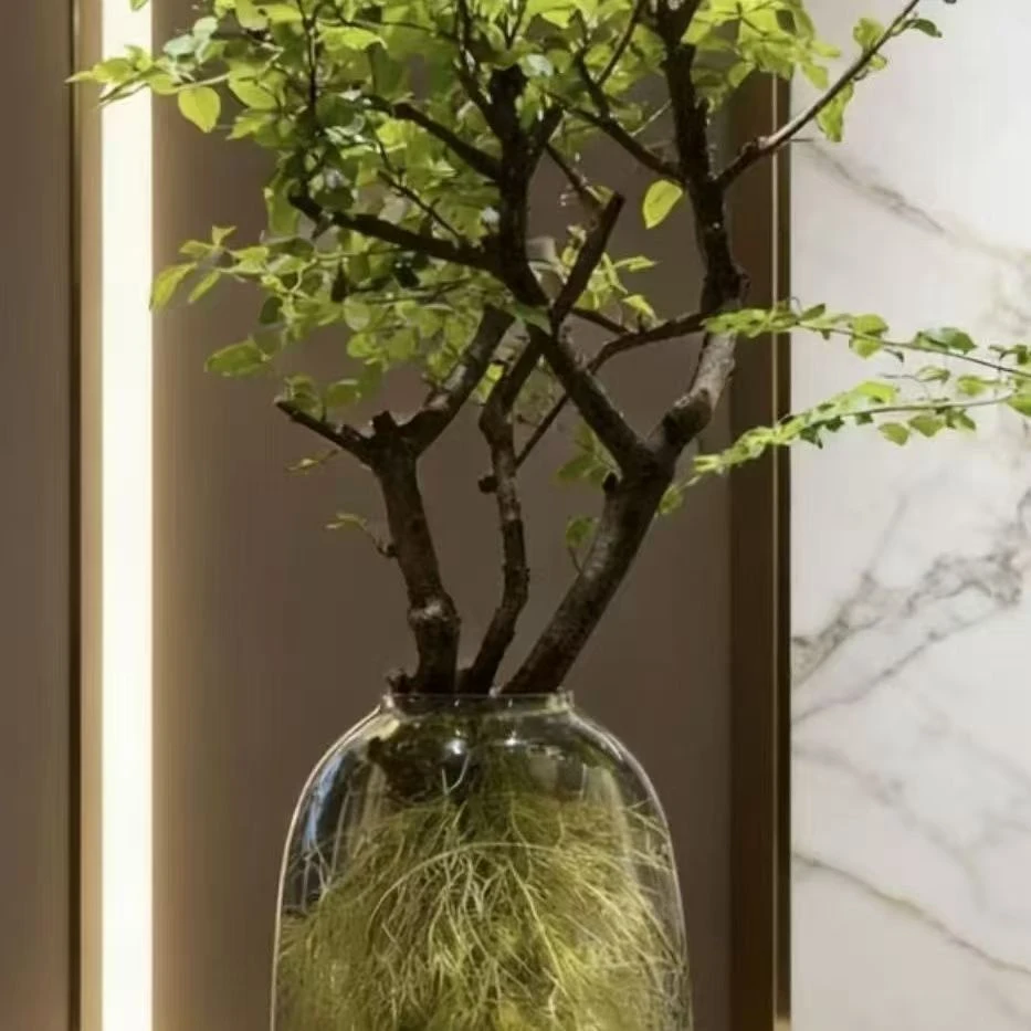 直播间一物一拍水培小叶女贞室内好养易活绿植摆件