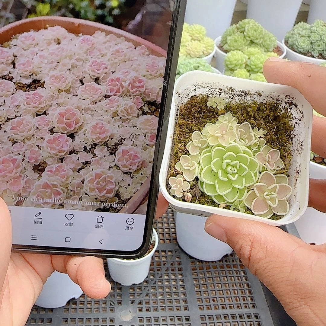 【闪购商品】0928-48爱丽丝
