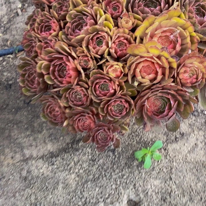 大***景万七彩一颗多肉植物02