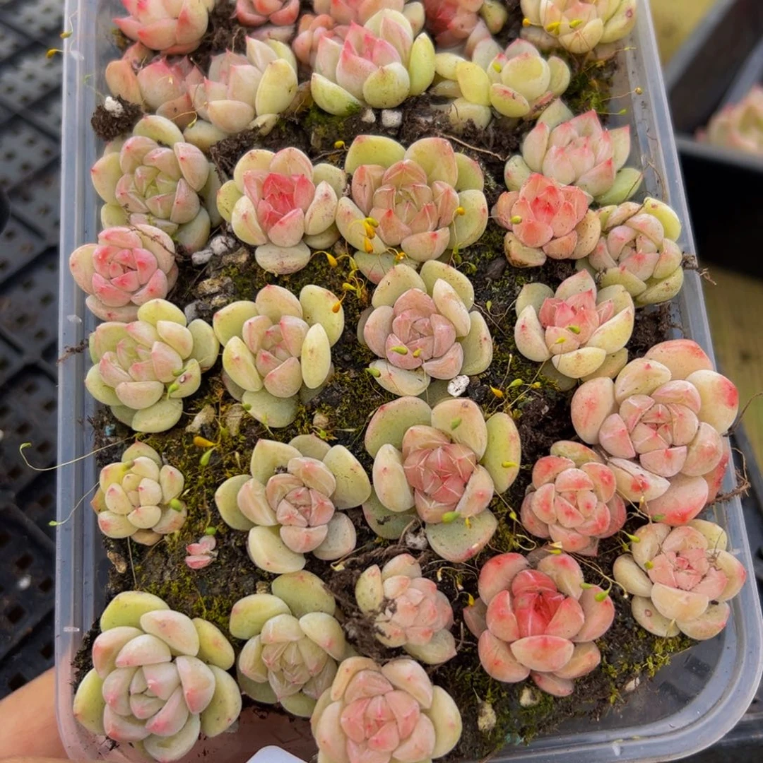 710多肉葡萄的味道是真的好吃