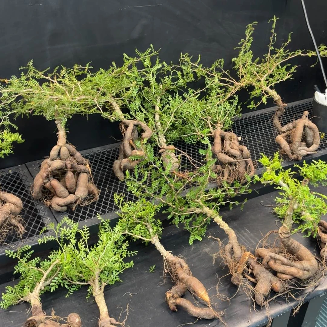 象足漆树裸根不寄养任挑