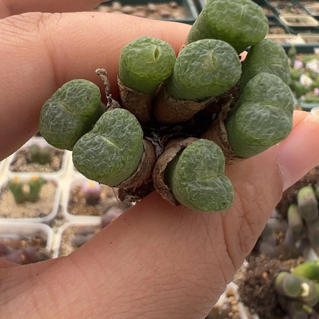 102 好看的多肉冲冲冲