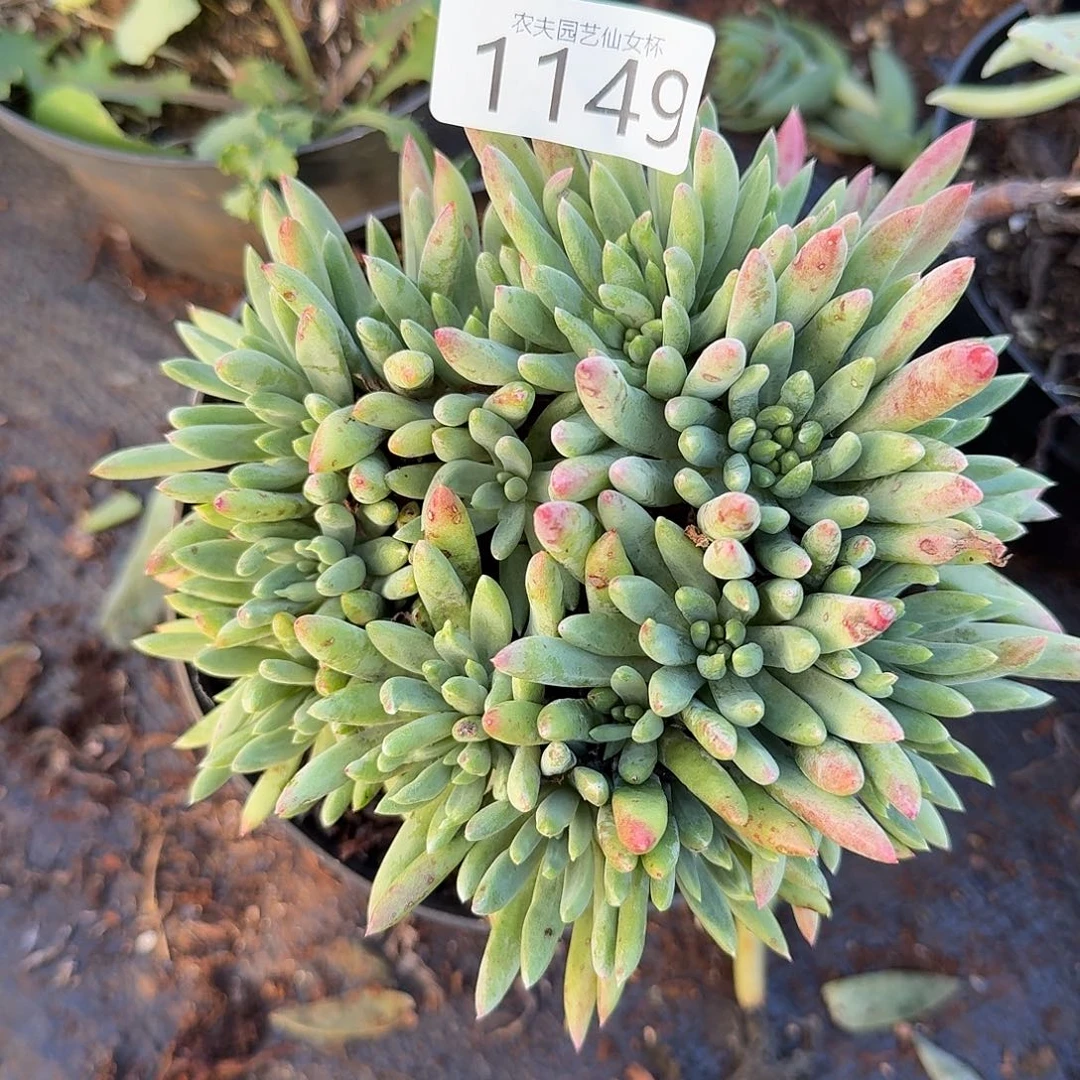 3代杂交仙女杯多肉带香味