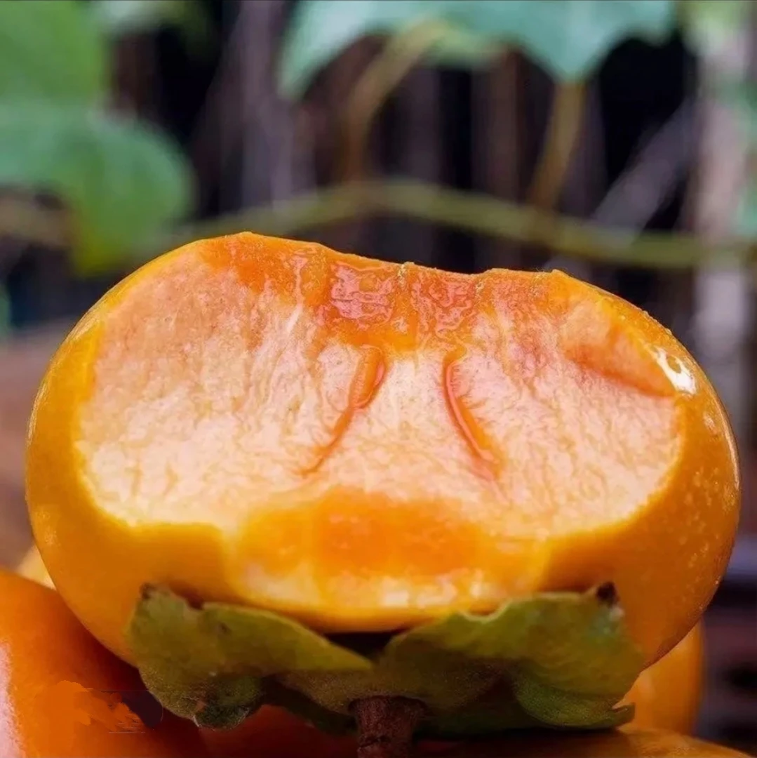 山西阳丰口感清甜多汁脆脆甜脆柿子巧克力脆甜柿子巧克力脆柿奶奶