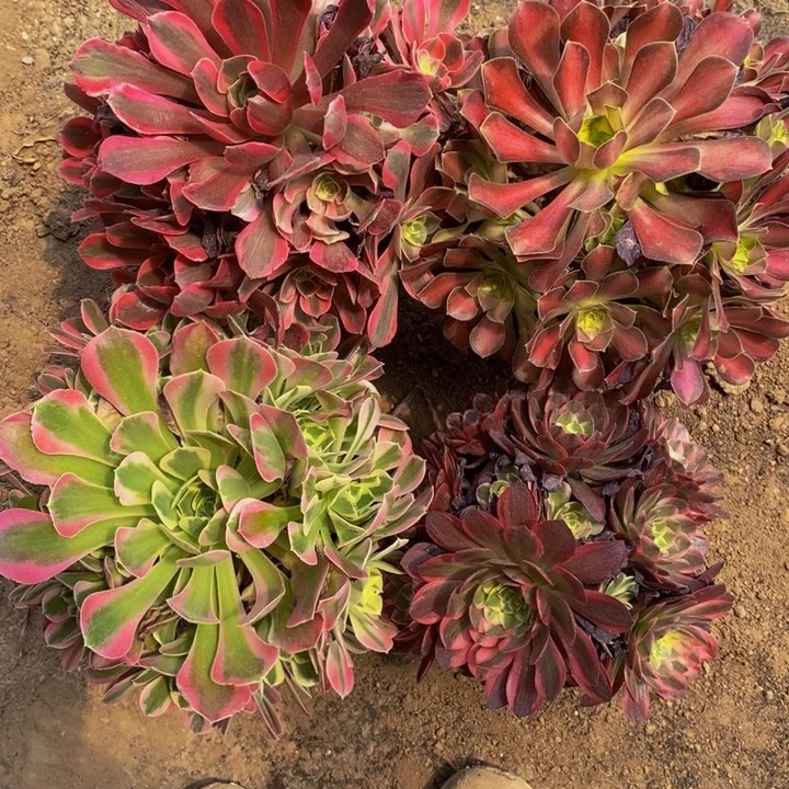 4颗法师组合5棚法师