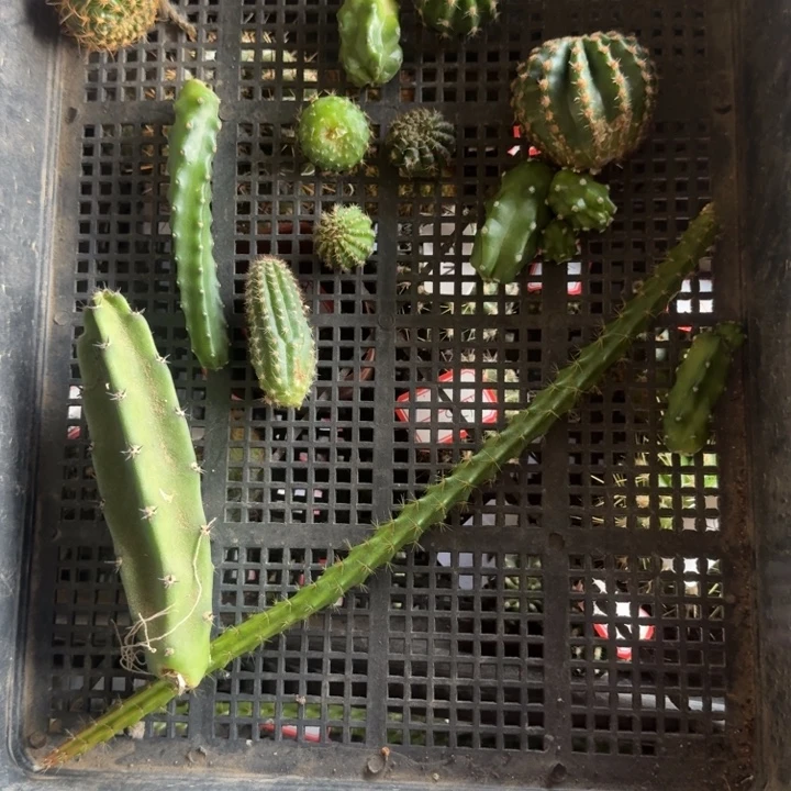 246筐拍无售后无根侧牙很小很小斑