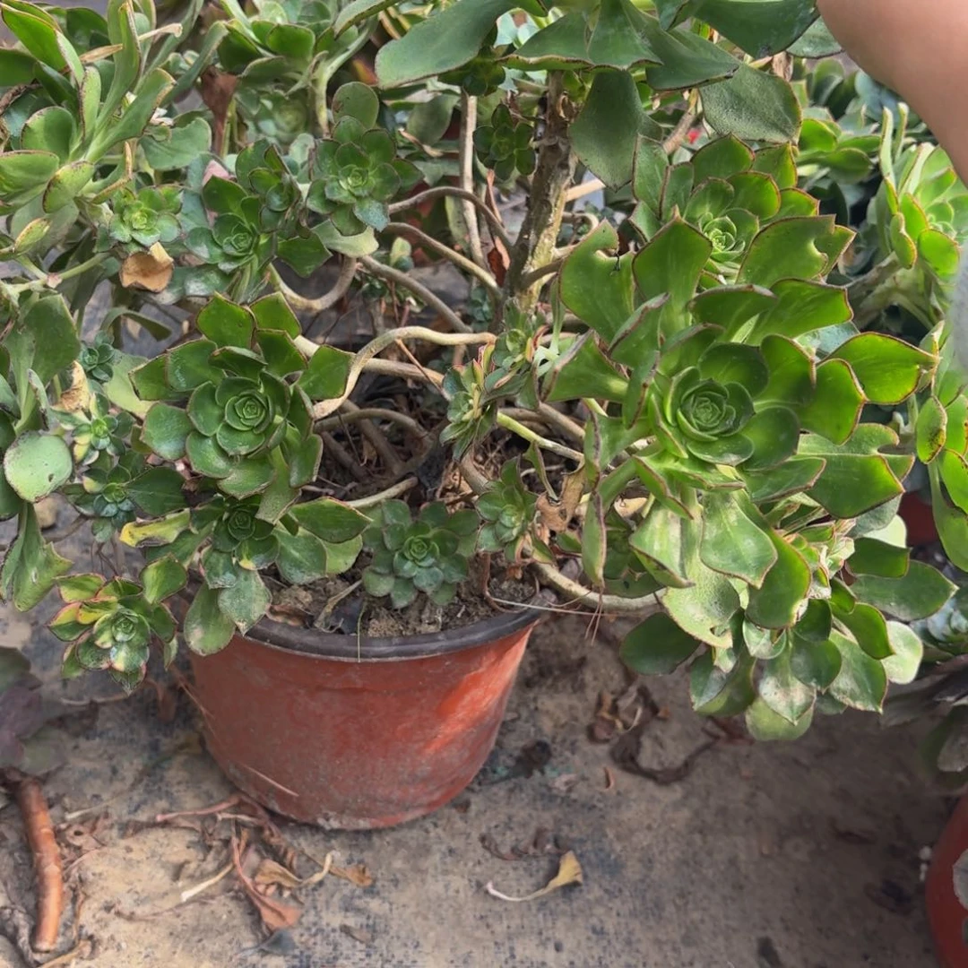 39多肉植物捧花的