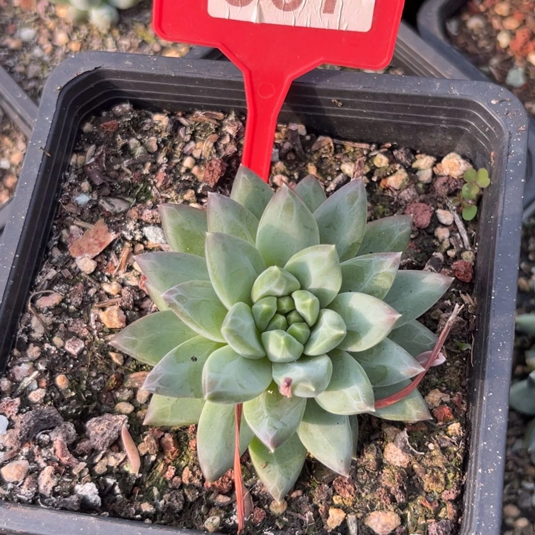 幻影美人多肉植物307