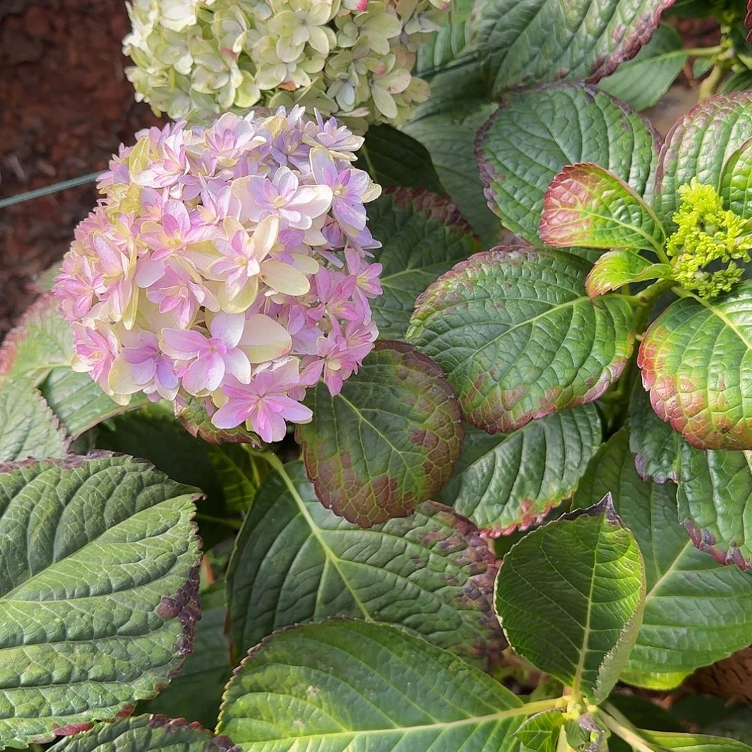 大部分花苞少量开放19