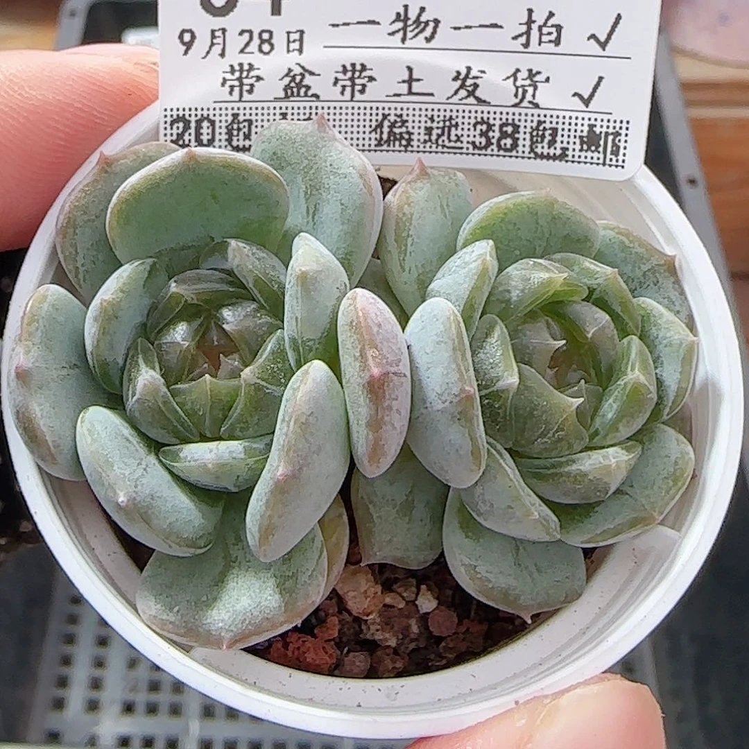 多肉0928--34白恋