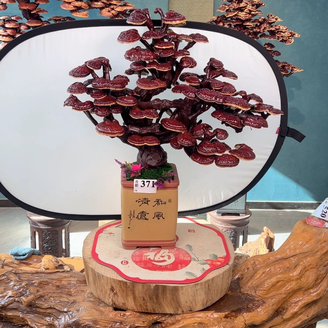 无花朵888888888888