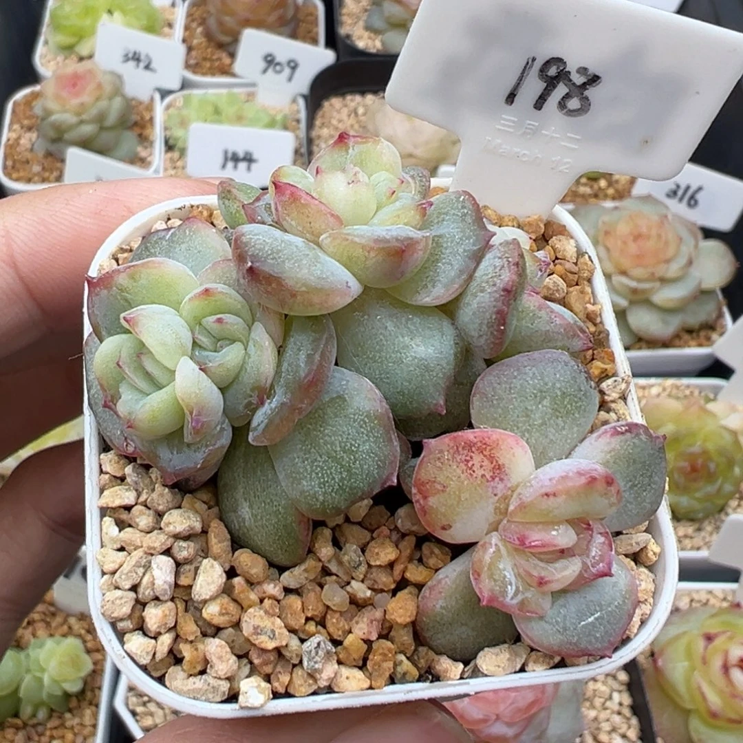 198号小青团石化 晗雨