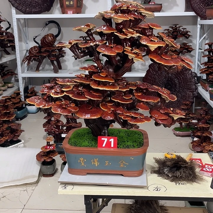 无花朵88888888888888888888