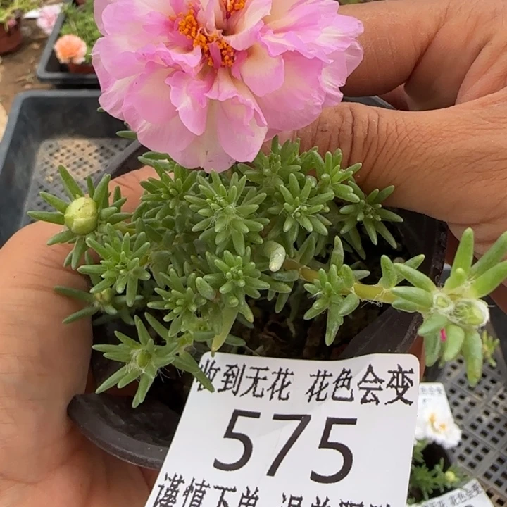 无花朵575粉羽蛋糕超小苗盆口10cm