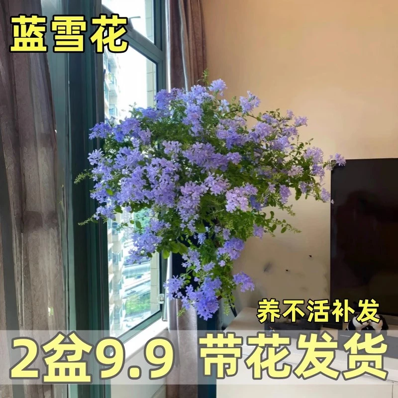 蓝雪花卉盆栽阳台花苗耐热绿植室外花园庭院种植爬藤带花苞好养活