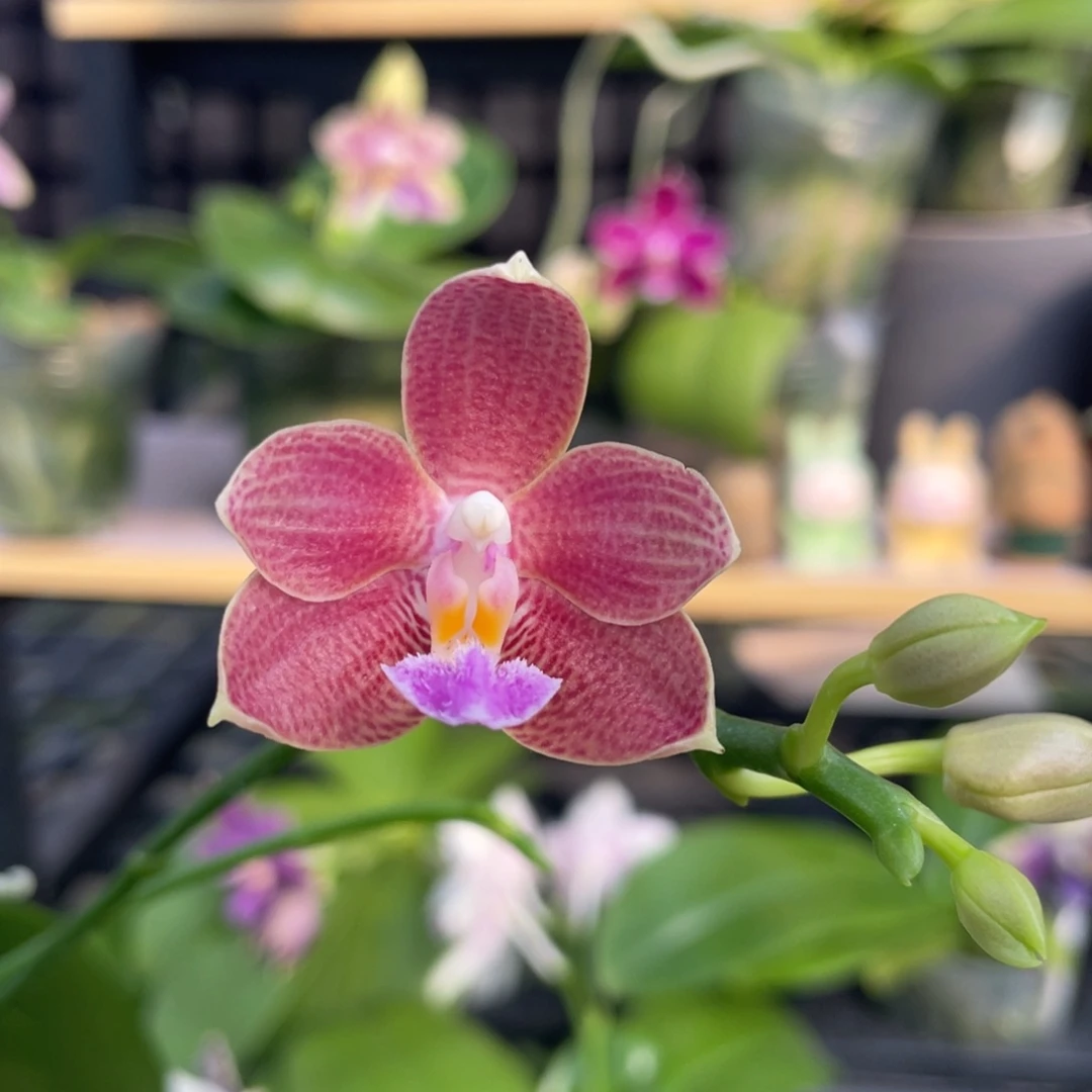 完全开放Swr22mt开花株
