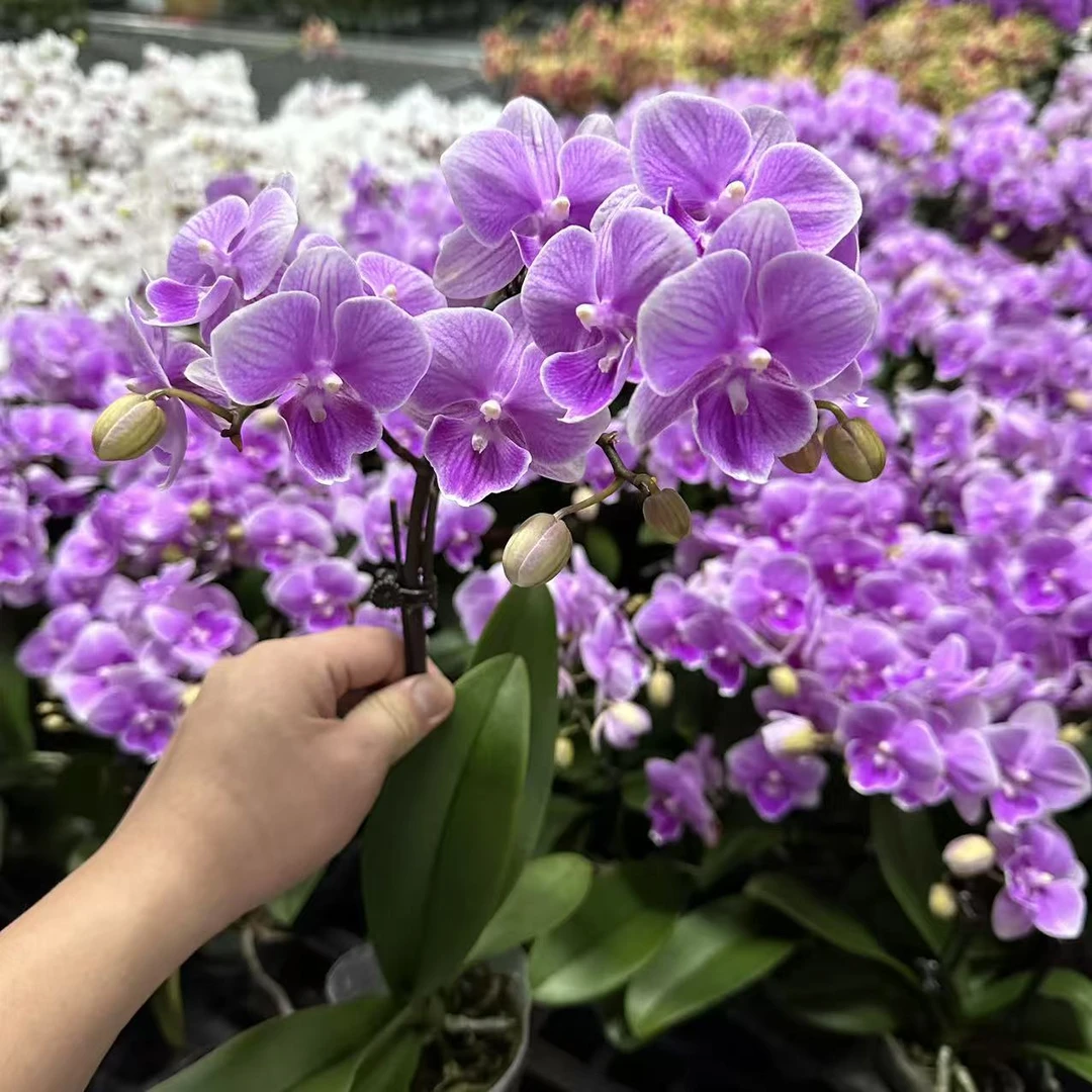 蝴蝶兰【爱丽丝】单花剑 粉色大花带花发货 室内花花 广州直发