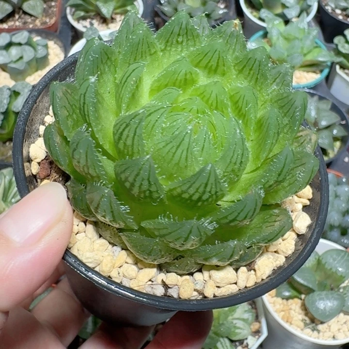 十二卷玉露大颗樱水晶
