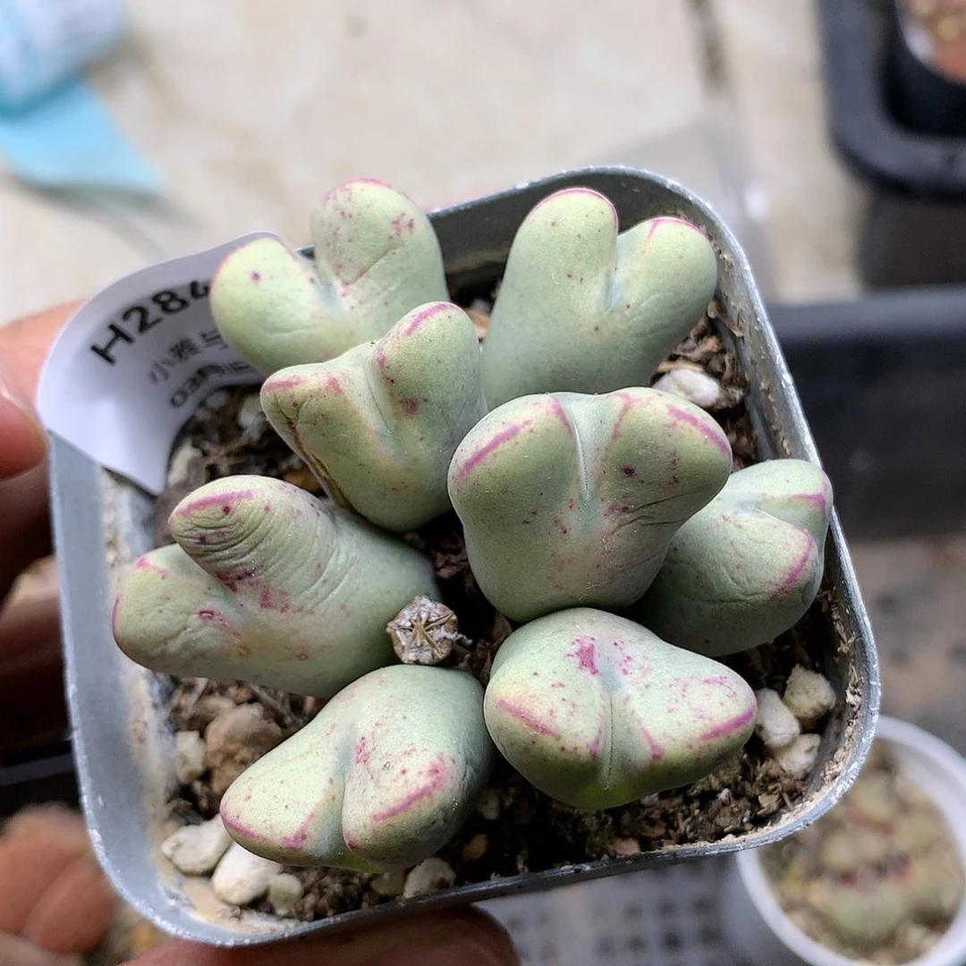 H284多肉植物保护