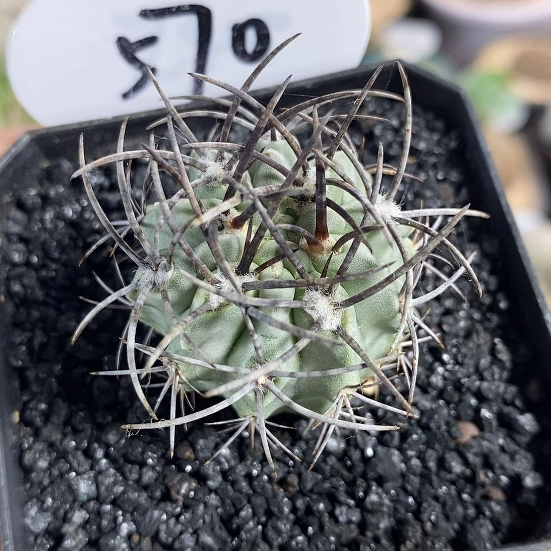 570号实生白肌素妆玉3.2cm