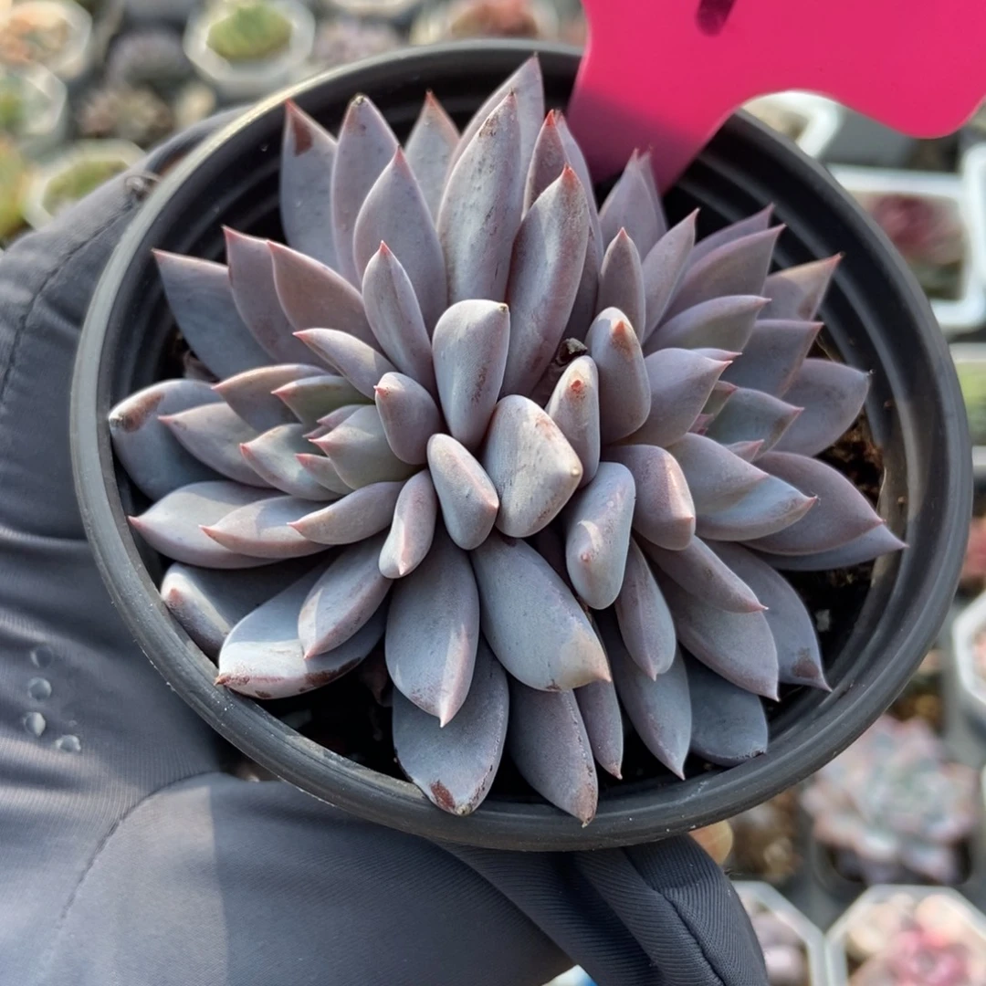 61青鬼多肉植物多肉