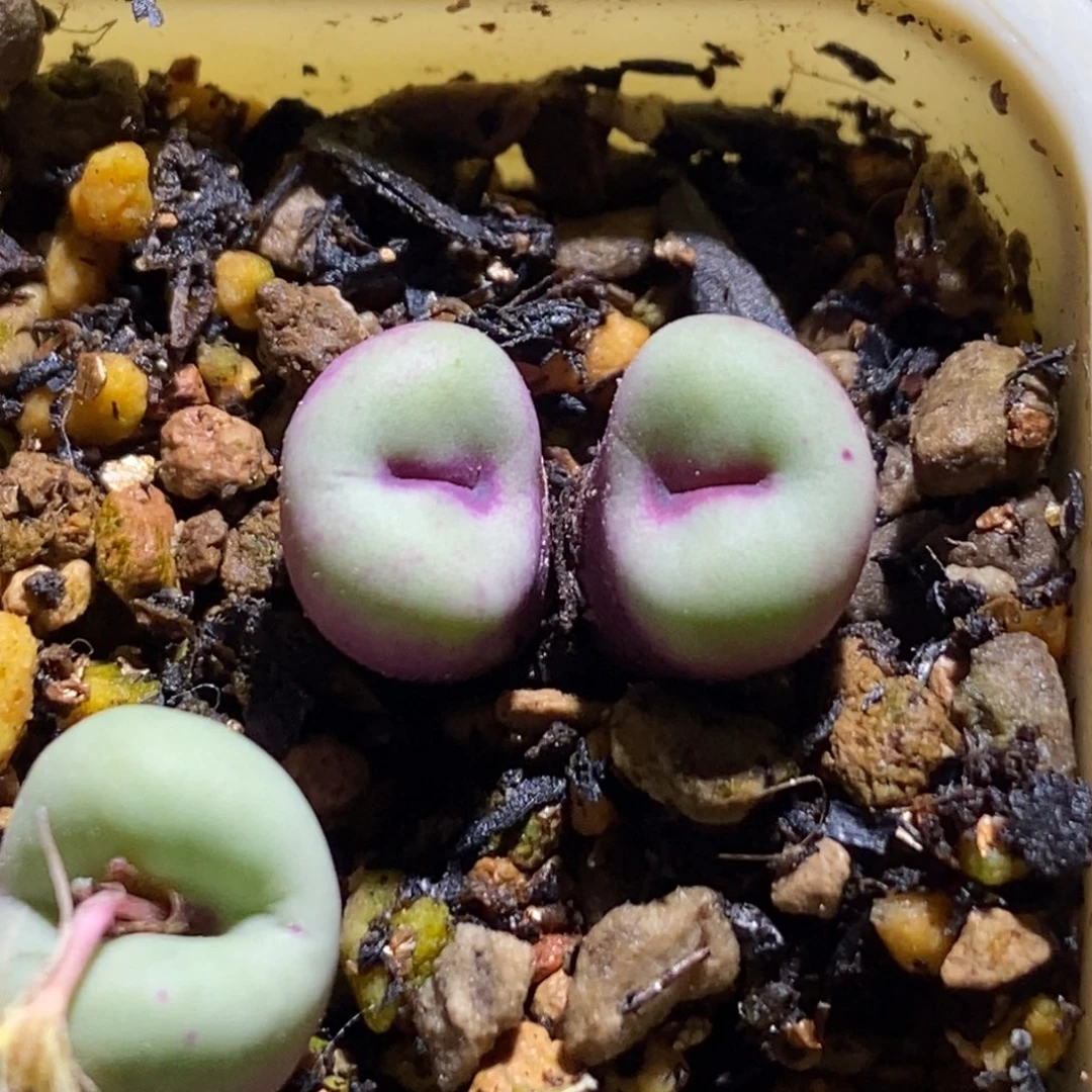 贝特芬小红嘴贝特芬小红嘴