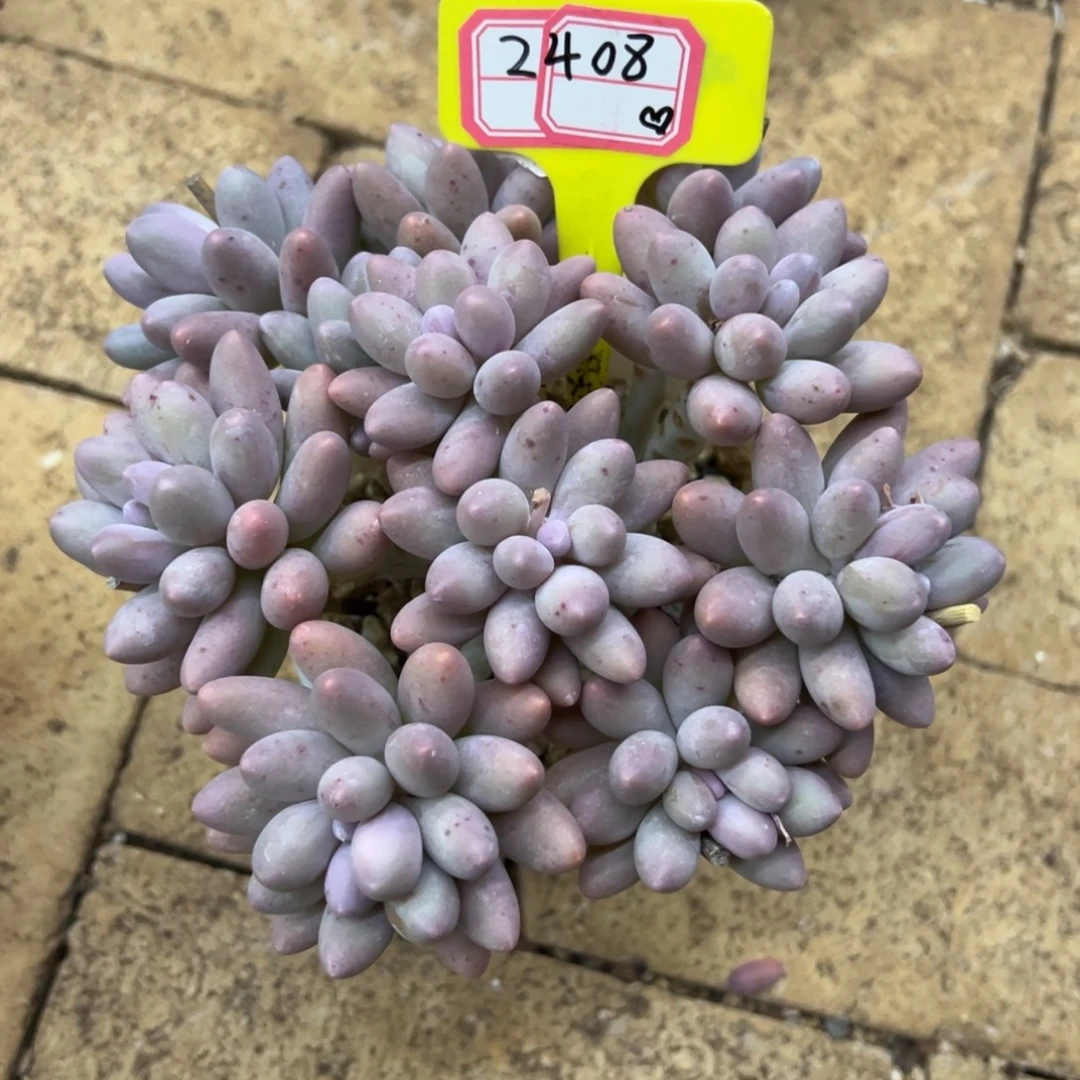 一***^2408、            一米阳光。