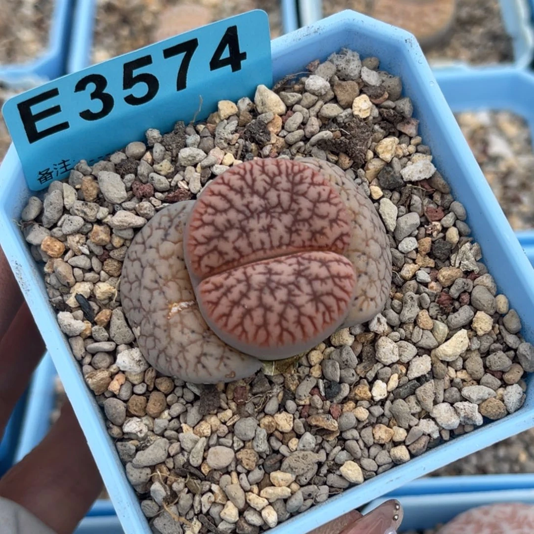 有**风3574睫毛红曲一颗