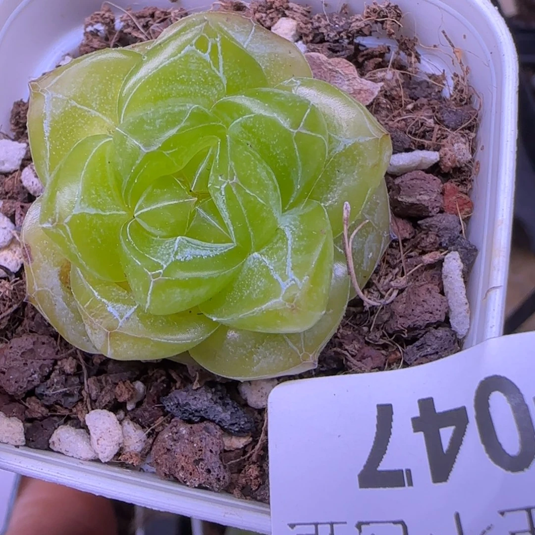 A***毛小卡拉米糖心一物一拍2-47