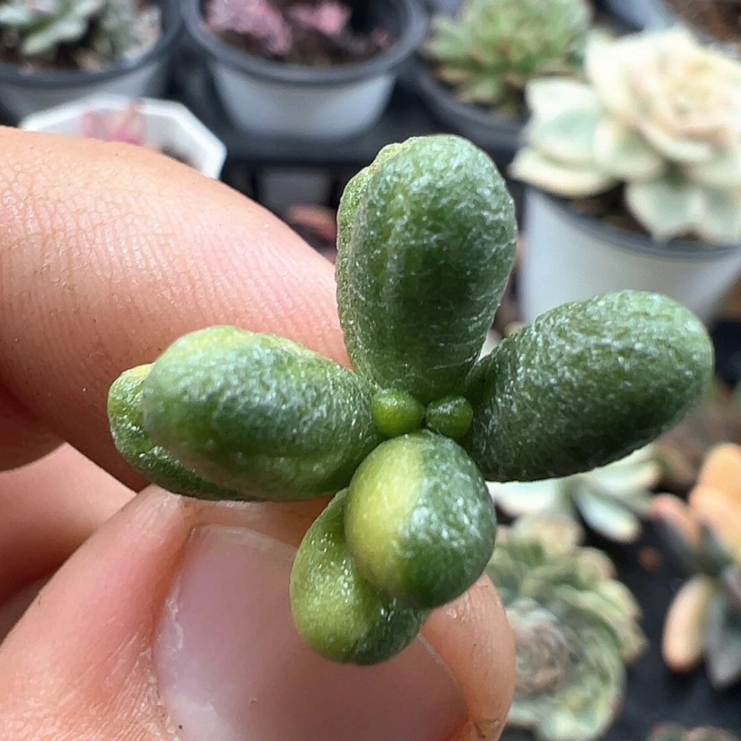 绿龟之卵锦 小方花圃一物一拍