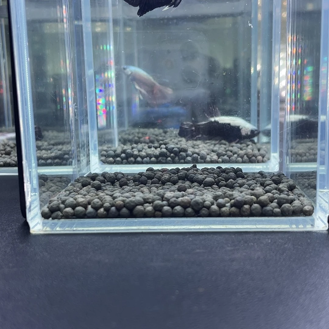 斗鱼15号916早青花